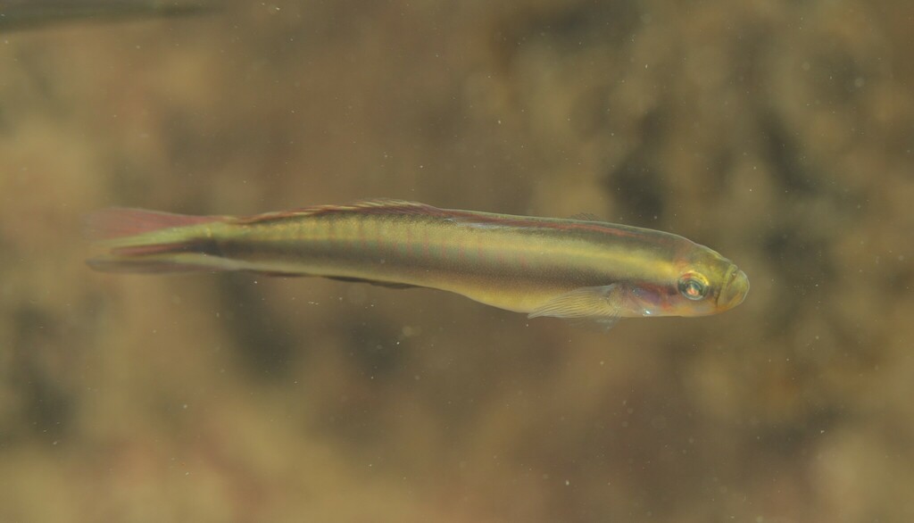 Margined dartfish (Parioglossus marginalis) — Microdesmidae