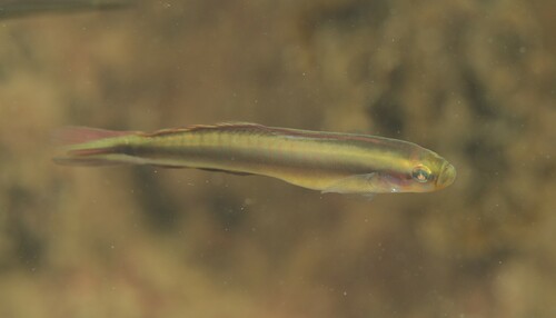 Margined dartfish (Parioglossus marginalis) — Microdesmidae