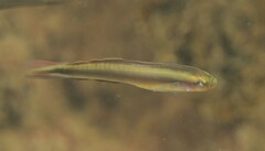 Blackmargin Dartfish photo 2