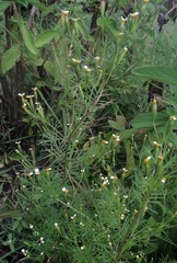 Tagetes filifolia