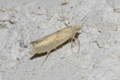 Ypsolopha alpella