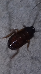 Blatta orientalis