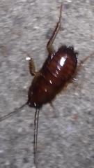 Blatta orientalis