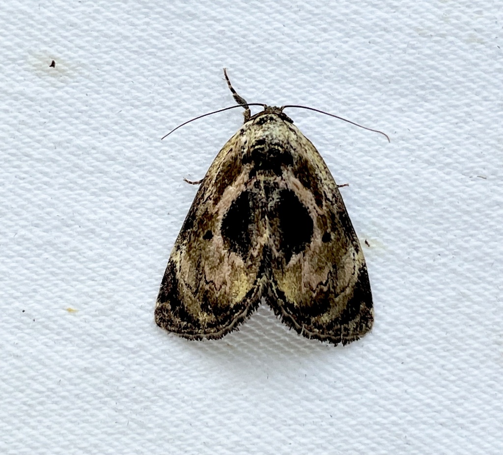 Petrinia