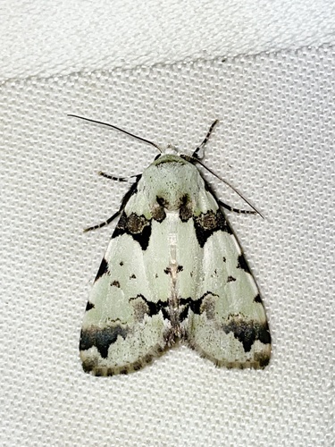 Halochroa aequatoria