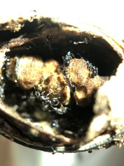 Temnothorax longispinosus