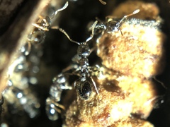 Temnothorax longispinosus