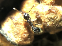 Temnothorax longispinosus
