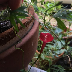 Ipomoea × multifida