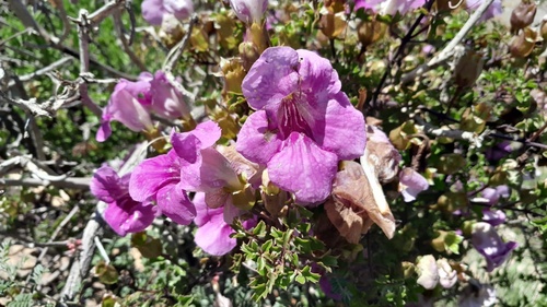 Buttonia superba (Buttonia superba)