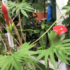 Ipomoea × multifida