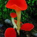Stalked Scarlet Cup - Photo (c) anonymous, some rights reserved (CC BY-SA)