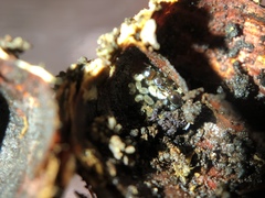 Temnothorax americanus