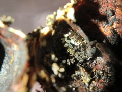 Temnothorax americanus