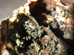 Temnothorax americanus