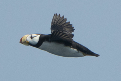 Fratercula corniculata