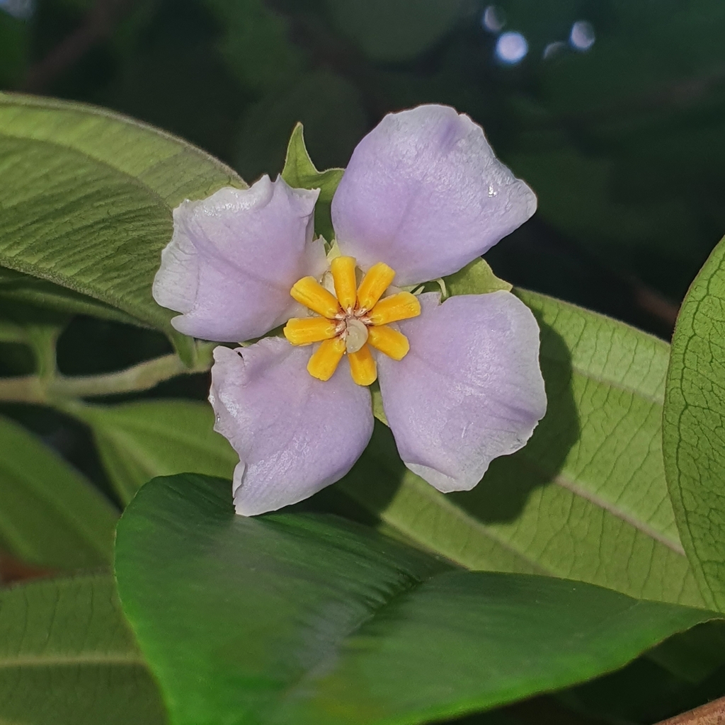 Pternandra echinata