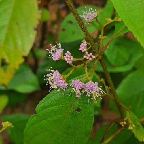 Image of Callicarpa longifolia by (c) pbsg, some rights reserved (CC BY)