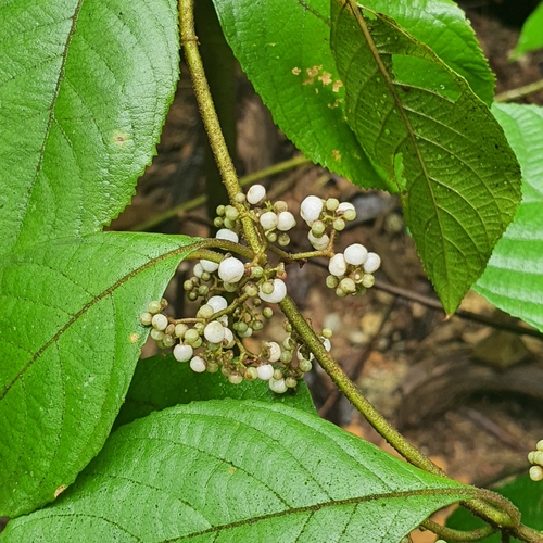 Image of Callicarpa longifolia by (c) pbsg, some rights reserved (CC BY)