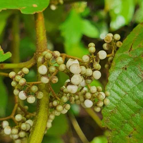 Callicarpa longifolia, photograph 5