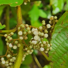 Callicarpa longifolia, photograph (c) pbsg, some rights reserved (CC BY)