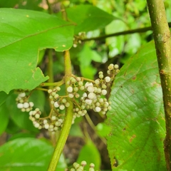 Callicarpa longifolia, photograph (c) pbsg, some rights reserved (CC BY)