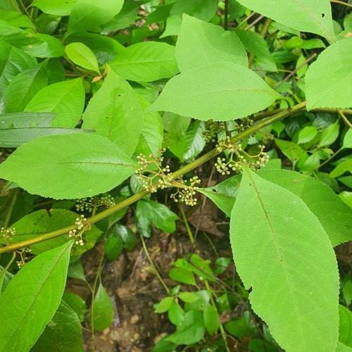 Image of Callicarpa longifolia by (c) pbsg, some rights reserved (CC BY)
