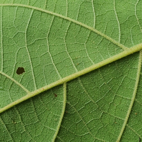 Image of Callicarpa longifolia by (c) pbsg, some rights reserved (CC BY)