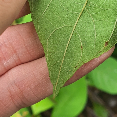 Image of Callicarpa longifolia by (c) pbsg, some rights reserved (CC BY)