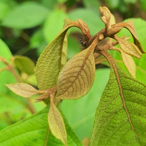 Image of Callicarpa longifolia by (c) pbsg, some rights reserved (CC BY)