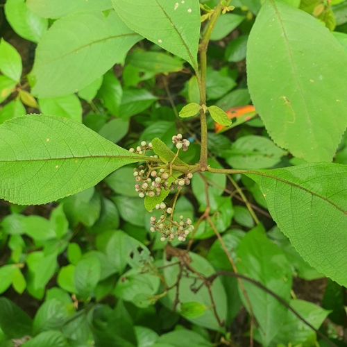 Image of Callicarpa longifolia by (c) pbsg, some rights reserved (CC BY)