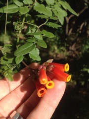 Eccremocarpus scaber