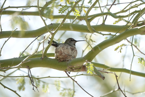 Anna's Hummingbird photographed in Arizona