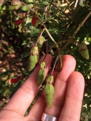 Eccremocarpus scaber