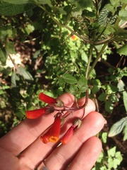 Eccremocarpus scaber