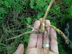 Eccremocarpus scaber