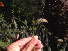 Eccremocarpus scaber