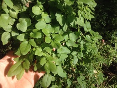 Eccremocarpus scaber