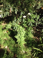 Eccremocarpus scaber