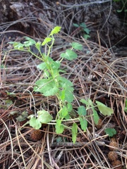 Eccremocarpus scaber