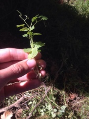 Eccremocarpus scaber