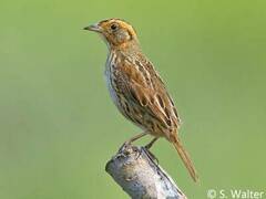 Saltmarsh Sparrow photo 2