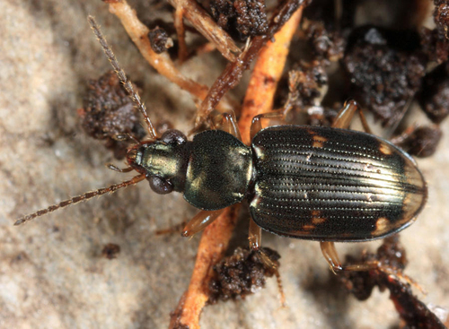 Bembidion constrictum