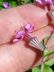 Silene colorata subsp. colorata image