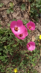 Modiolastrum gilliesii