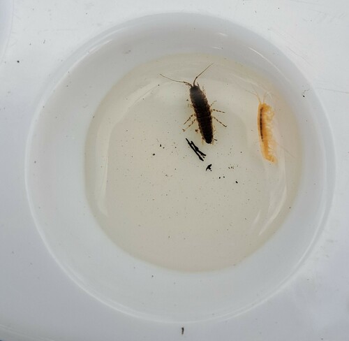 Mesamphisopus depressus