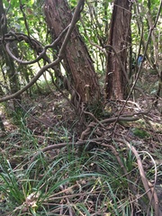 Parsonsia heterophylla