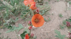 Sphaeralcea laciniata