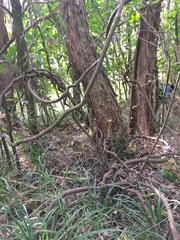 Parsonsia heterophylla