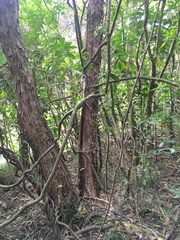 Parsonsia heterophylla